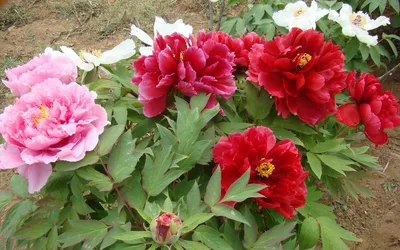PAEONIA SUFFRUTICOSA Lavender—Пион древовидный Лавандер | sadko.by | Пионы,  Цветы, Сад