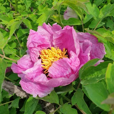 Пион древовидный Рока, сеянцы, бело-розовый с темной серединой , Paeonia  rockii