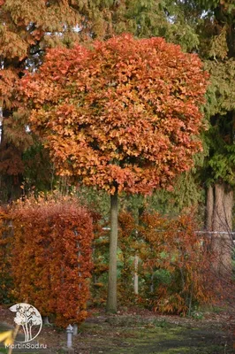 Дуб Болотный \"Quercus palustris\" купить по цене 175000 рублей от питомника  саженцев и растений Центросад | Фото и консультация по уходу