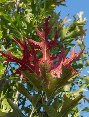 Дуб Болотный \"Quercus palustris\" купить по цене 175000 рублей от питомника  саженцев и растений Центросад | Фото и консультация по уходу