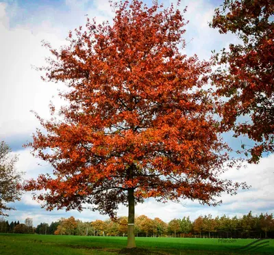 Дуб болотный Quercus palustris - купить в Киеве и области, справедливая  цена - Green Garth (Грин Гарт)