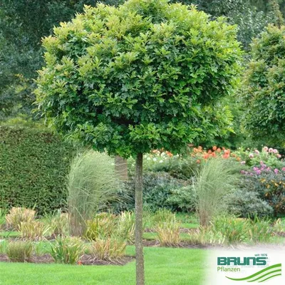 Дуб болотный «Грин Пилар» / Quercus palustris 'Green Pillar' | MULTIFLORA