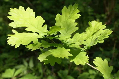 Дуб болотный (Зонт) (Quercus palustris Roof)