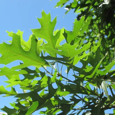 Quercus palustris 'Green Dwarf' – Дуб болотный 'Green Dwarf' — Bruns  Pflanzen