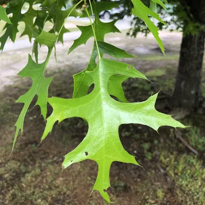 Дуб болотный (Quercus palustris) - PictureThis