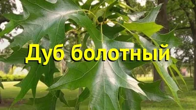 Дуб болотный, quercus palustris