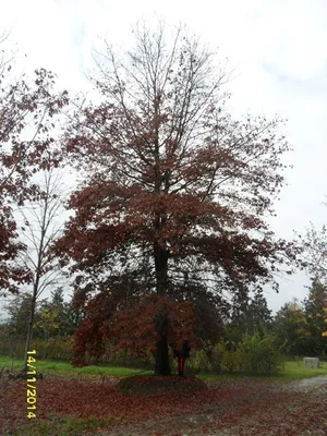 Quercus palustris, Дуб болотный|landshaft.info