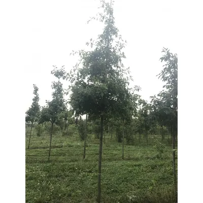 Дуб болотный Изабель (Quercus palustris Isabel)