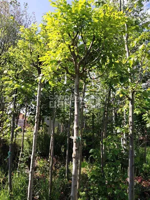 Дуб болотный / Quercus palustris | MULTIFLORA