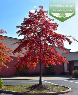 Quercus palustris, Дуб болотный|landshaft.info