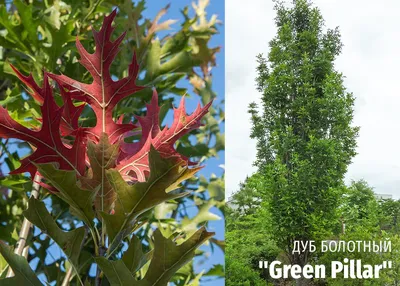 Дуб болотный (Quercus palustris) - Лиственные растения весна 2024 года -  купить лиственные растения спирея, кизильник, барбарис, лапчатка.