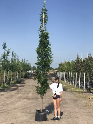 Дуб болотный / Quercus palustris | MULTIFLORA