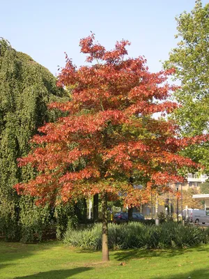 Дуб болотный (Quercus palustris Muenchh.) - описание вида, фотографии,  уход, содержание, пересадка, вредители, размножение - Дуб на Ваш Сад