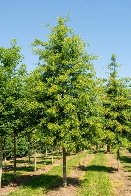 Дуб болотный Грин Дварф (Quercus palustris Green Dwarf) купить саженцы в  Москве по низкой цене из питомника, доставка почтой по всей России |  Интернет-магазин Подворье