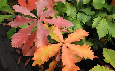 Дуб болотный (Quercus palustris) - PictureThis