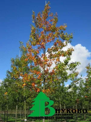 Дуб болотный (Quercus palustris) - Лиственные растения весна 2024 года -  купить лиственные растения спирея, кизильник, барбарис, лапчатка.