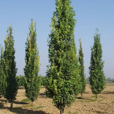 Купить саженцы Дуба черешчатого 🌱по цене от 300₽ из питомника с доставкой  | Питомник «Зелёная Фазенда»