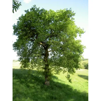 Дуб черешчатый (Quercus robur) | Ракита. Питомник растений