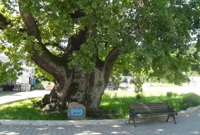 Купить семена Дуб черешчатый пирамидальный. Quercus robur f. fastigiata |  Семена и саженцы Анатолия Орлова