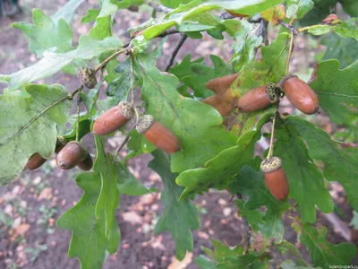 Quercus robur 'Fastigiate Koster', Дуб черешчатый 'Фастигиата  Костер'|landshaft.info