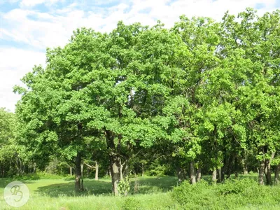 300-летний дуб на Елагином острове объявлен памятником живой природы - ГКУ  «Дирекция особо охраняемых природных территорий Санкт-Петербурга»