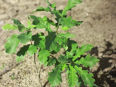 🌱 Дуб черешчатый Фастигиата по цене от 5670 руб: саженцы, крупномеры -  купить в Москве с доставкой - интернет-магазин Все Сорта