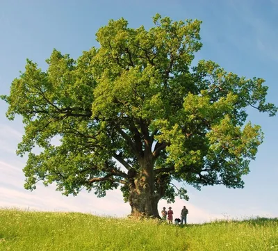 Дуб черешчатый \"Фастигиата Костер\" (Quercus robur Fastigiata Koster) -  Лиственные растения весна 2024 года - купить лиственные растения спирея,  кизильник, барбарис, лапчатка.