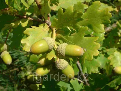 Купить саженцы Дуб черешчатый Quercus robur Asplenifolia с доставкой по  всей России — интернет-магазин «Сады Семирамиды» в Москве