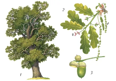 Дуб черешчатый (Quercus robur L.)