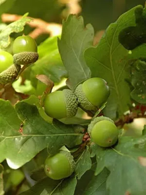 Дуб черешчатый Фастигиата (Quercus robur Fastigiata), H250-300; С30 купить  в питомнике недорого!
