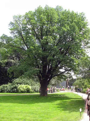 Дуб черешчатый, Quercus robur