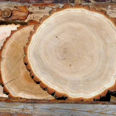 Характеристики древесины дуба. Где используется древесина