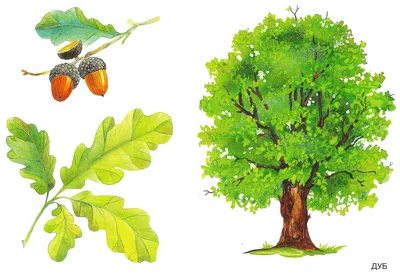 Дуб дерева ветвей с кучей листьев на природе Стоковое Изображение -  изображение насчитывающей листья, ворох: 111165561