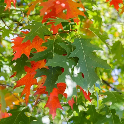 Дуб Quercus rubra можно купить недорого с доставкой в питомнике Любвитский