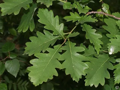 Дуб красный (Quercus rubra) - PictureThis