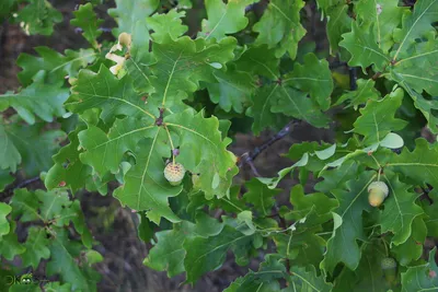 Дуб северный - Quercus borealis Michx. | Отдел «Ботанические экспозиции»