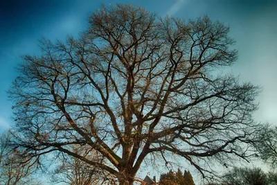 Изображение Дуб Черешчатый Зимой Лиственное Дерево Без Листьев — стоковые  фотографии и другие картинки 2015 - iStock