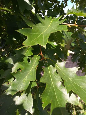 Лист дерева Дуб Alnus glutinosa, текстура листьев, Текстура, Лиственные,  Лист png | Klipartz