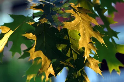 Дубовая гроздь Tree Leaflet Осенний лист цветной, Лист, клен, лист, ветка  png | Klipartz
