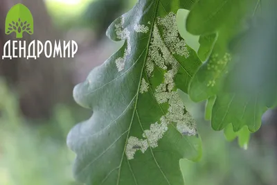 зубчатый / Quercus dentata Дуб | MULTIFLORA