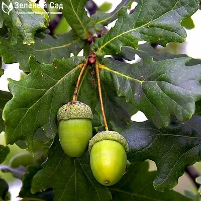 Дуб Quercus rubra можно купить недорого с доставкой в питомнике Любвитский