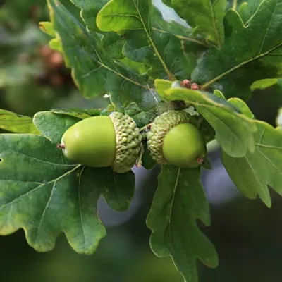 Arboretum Дуб Каштанолистный | Stejar Cerris | Chestnut-leaved Oak