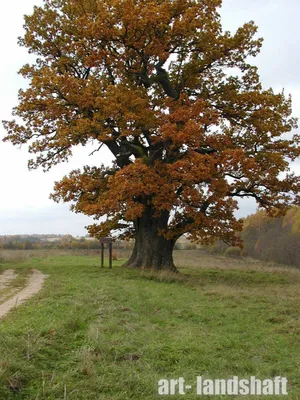 ДУБ АНГЛИЙСКИЙ (QUERCUS ROBUR) — НКО \"NORD-NUC\"