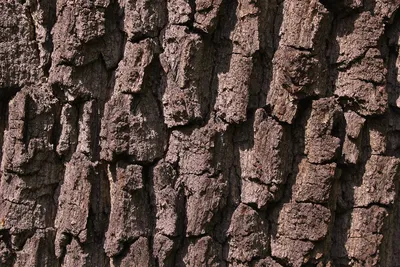 Кора дуба Holm стоковое изображение. изображение насчитывающей деревянно -  197431011