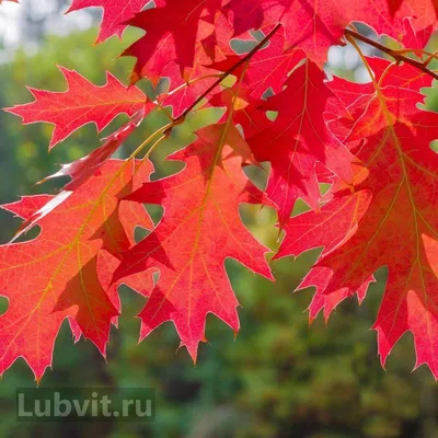 Дуб Quercus rubra можно купить недорого с доставкой в питомнике Любвитский