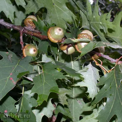 Дуб красный (Quercus rubra) (контейнер) | САДПРОЕКТ