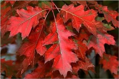Дуб красный, он же северный (Quercus rubra, borealis) | Декоративные  древесные растения для Сибири | Дзен