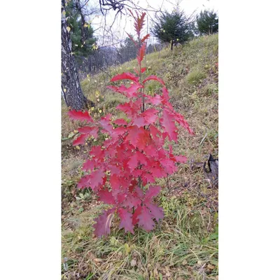 Дуб красный Quercus rubra - купить декоративные и хвойные растения с  доставкой по Украине в магазине Добродар