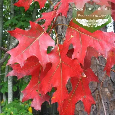 Quercus rubra, Дуб красный|landshaft.info