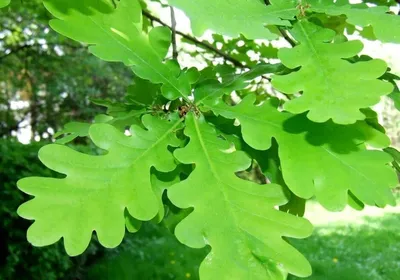 Лист дуба стоковое фото. изображение насчитывающей листья - 32315134